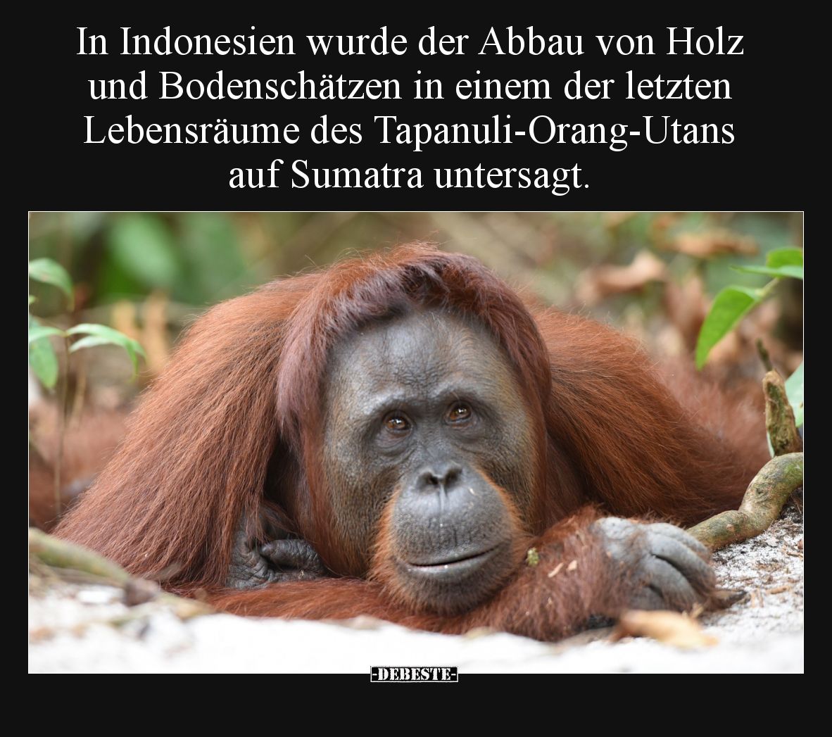 In Indonesien wurde der Abbau von Holz und Bodenschätzen in einem der letzten Lebensräume des Tapanuli-Orang-Utans auf Sumatr...