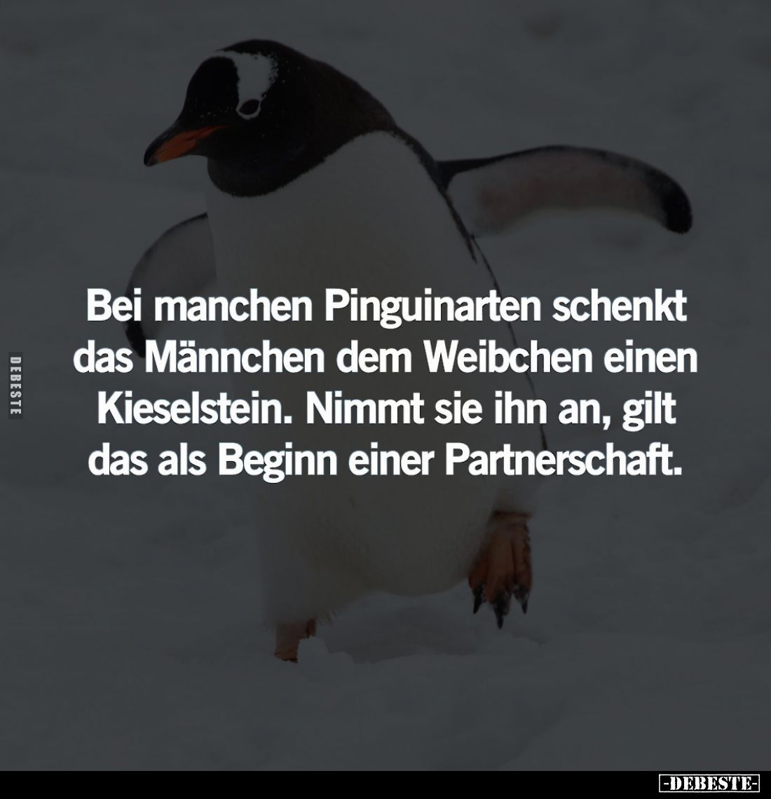 Bei manchen Pinguinarten schenkt das Männchen dem Weibchen einen Kieselstein. Nimmt sie ihn an, gilt das als Beginn einer Par...