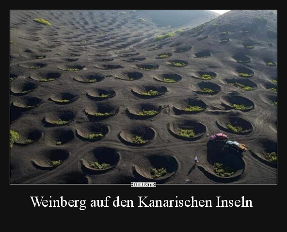 Weinberg auf den Kanarischen Inseln.. - Lustige Bilder | DEBESTE.de