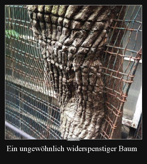 Ein ungewöhnlich widerspenstiger Baum.. - Lustige Bilder | DEBESTE.de