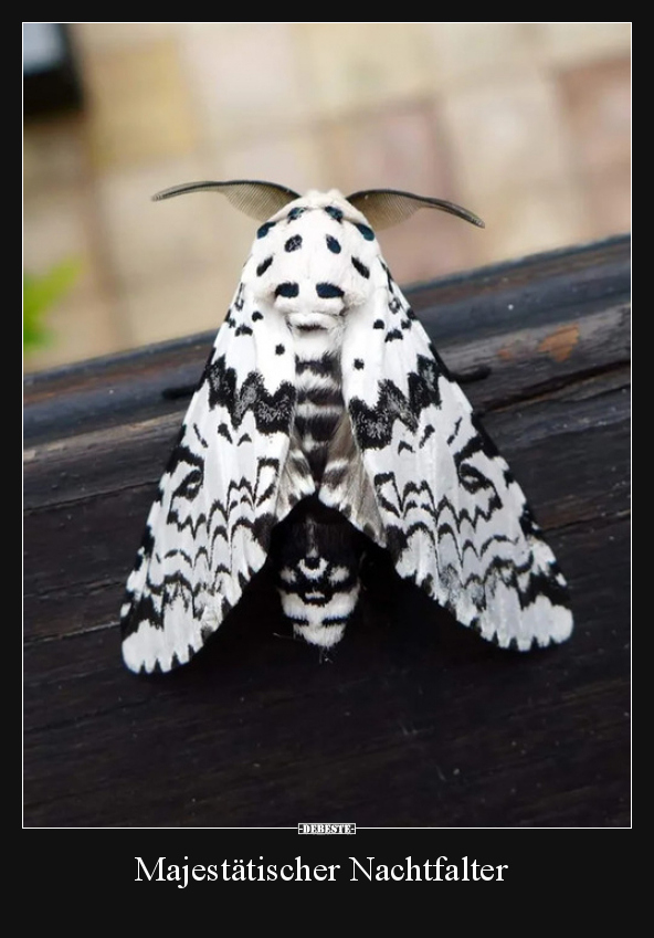 Majestätischer Nachtfalter..