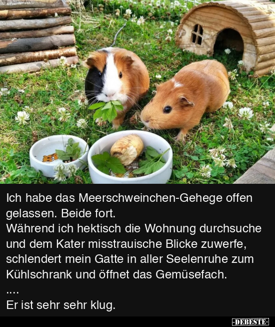 Ich habe das Meerschweinchen-Gehege offen gelassen.. - Lustige Bilder | DEBESTE.de
