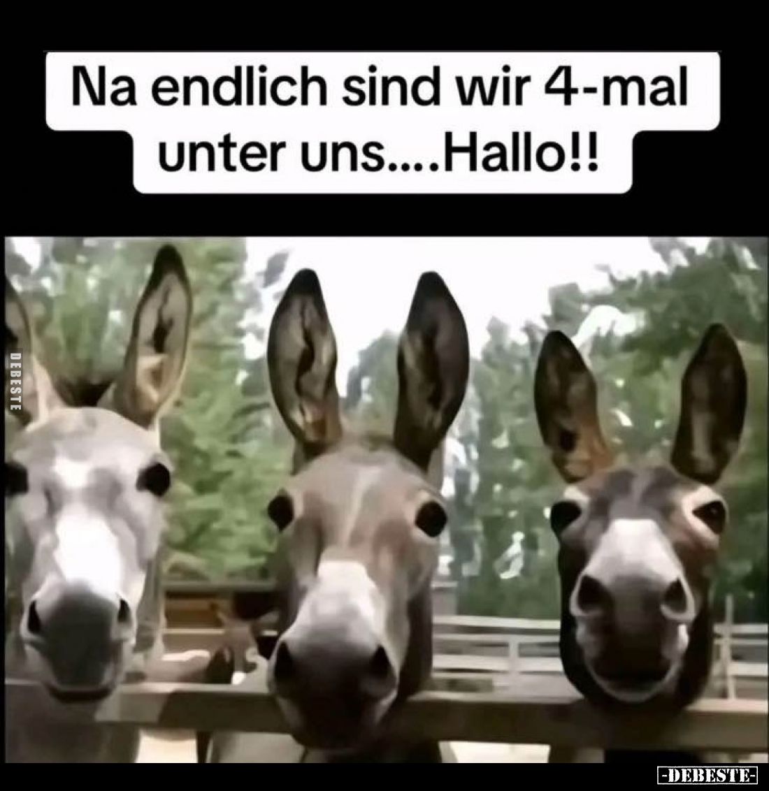 Na endlich sind wir 4-mal unter uns.... Hallo!!.. - Lustige Bilder | DEBESTE.de