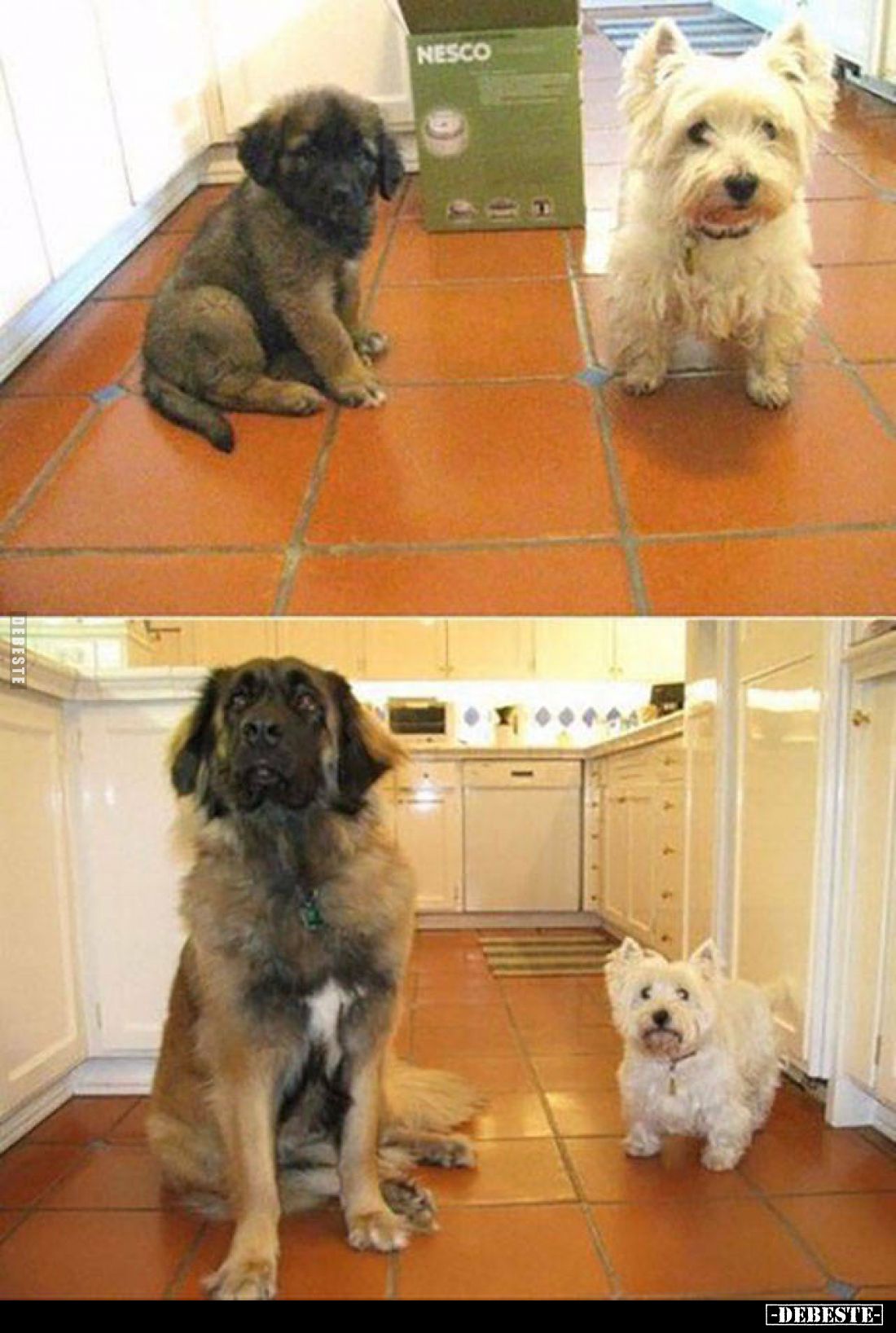  - Lustige Bilder | DEBESTE.de