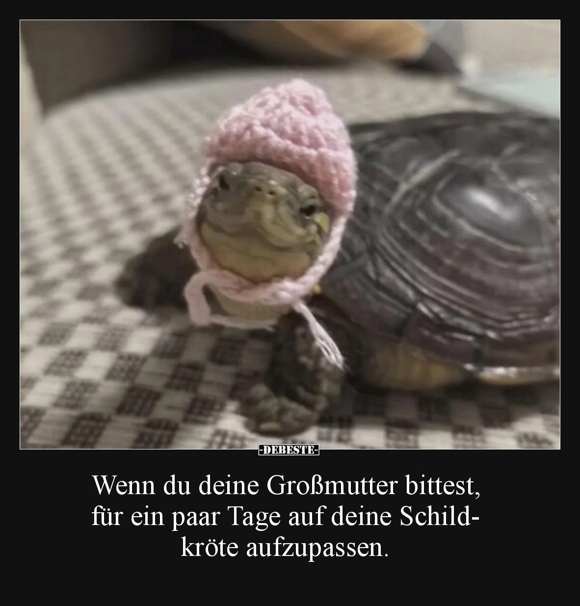 Wenn du deine Großmutter bittest, für ein paar Tage auf deine Schildkröte aufzupassen.