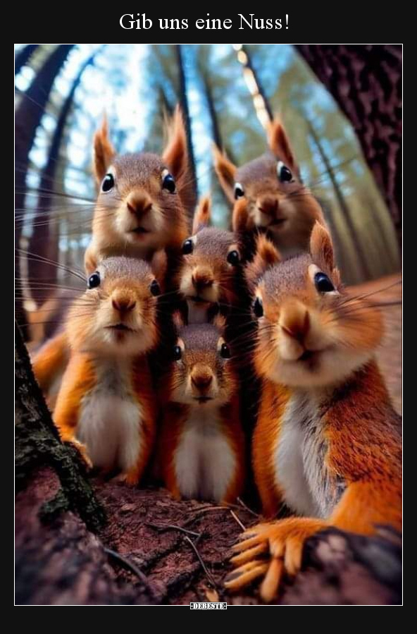 Gib uns eine Nuss!