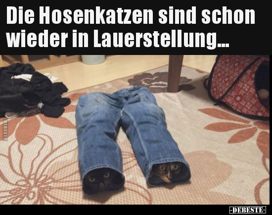 Die Hosenkatzen sind schon wieder in Lauerstellung... - Lustige Bilder | DEBESTE.de