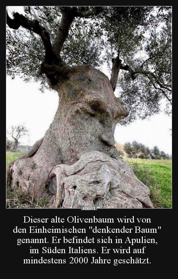 Dieser alte Olivenbaum wird von den Einheimischen.. - Lustige Bilder | DEBESTE.de