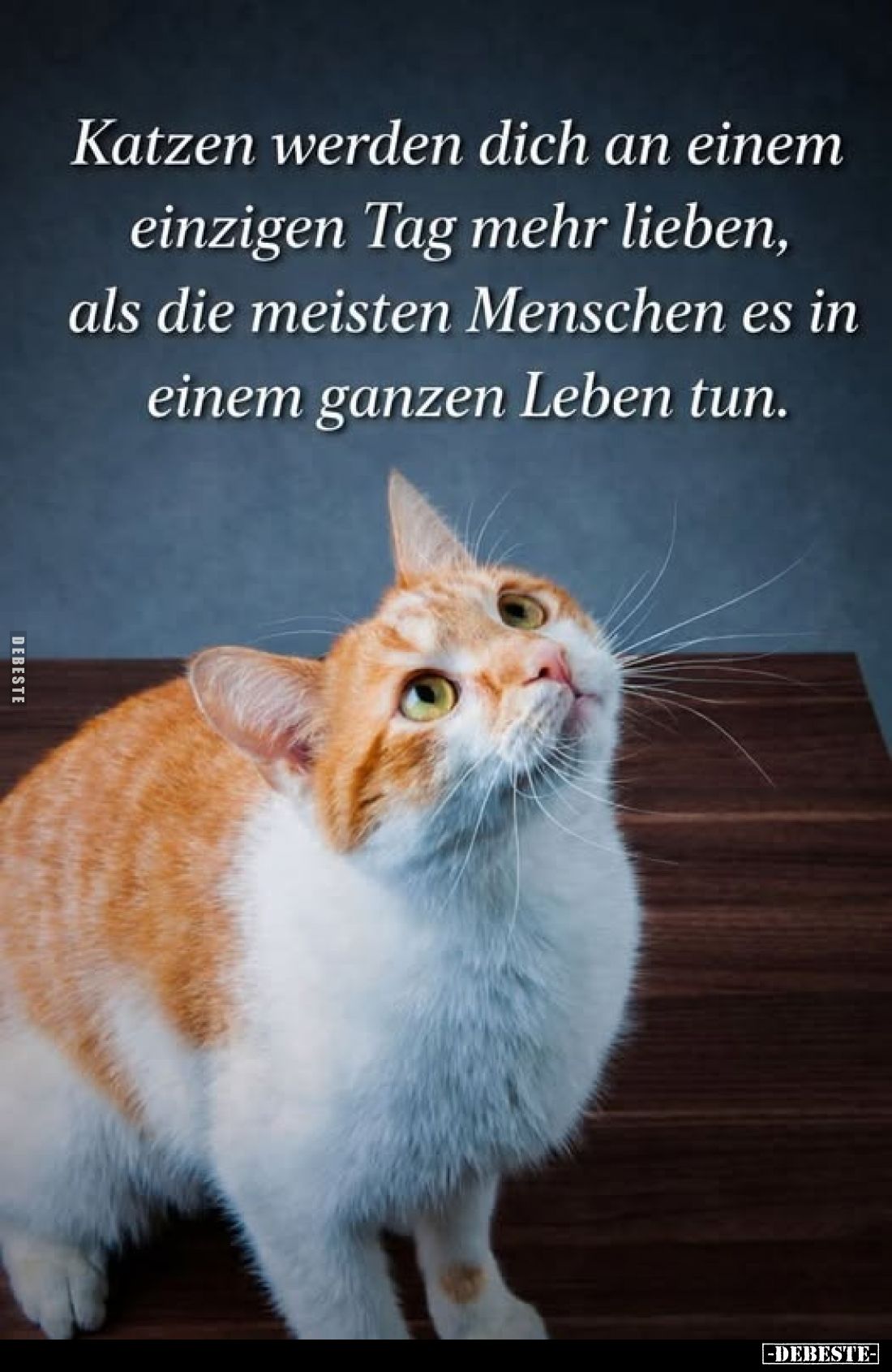 Katzen werden dich an einem einzigen Tag mehr lieben, als die meisten Menschen es in einem ganzen Leben tun.