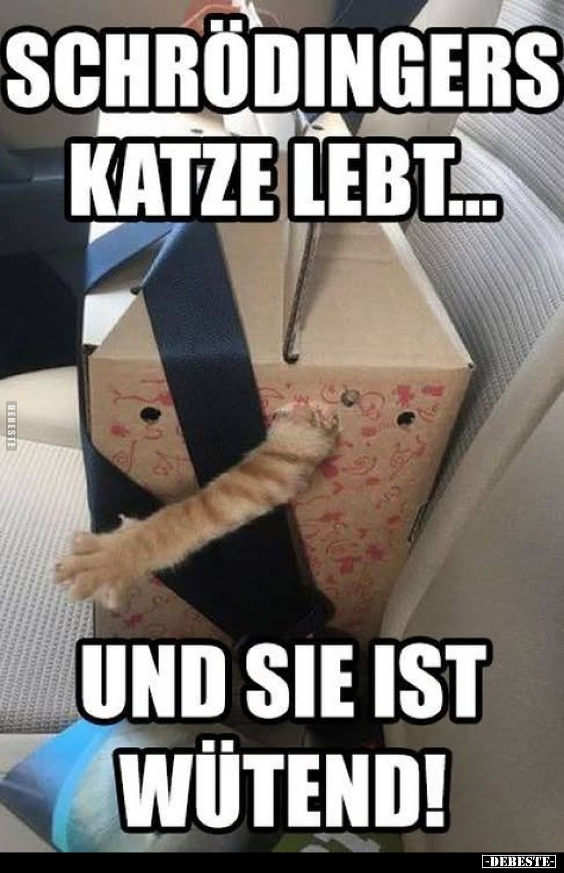 Schrödingers Katze lebt...
und sie ist wütend!