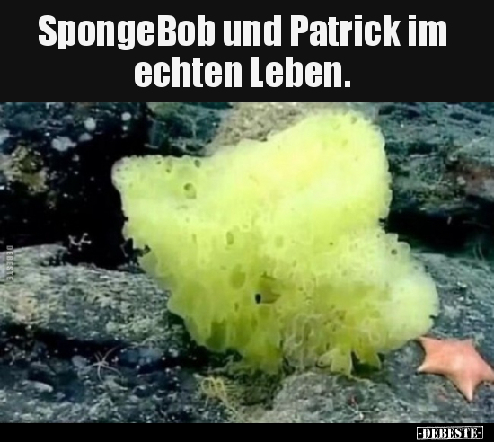 SpongeBob und Patrick im echten Leben... - Lustige Bilder | DEBESTE.de