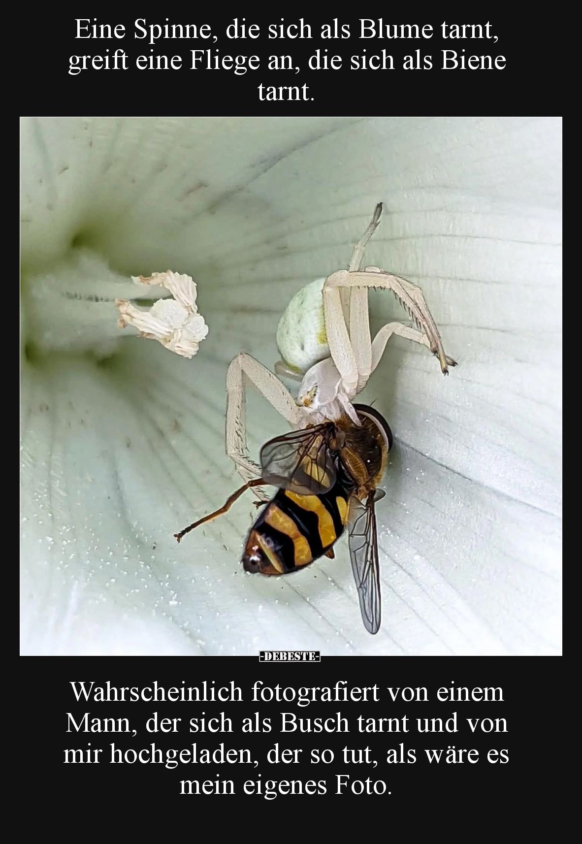 Eine Spinne, die sich als Blume tarnt, greift eine Fliege.. - Lustige Bilder | DEBESTE.de