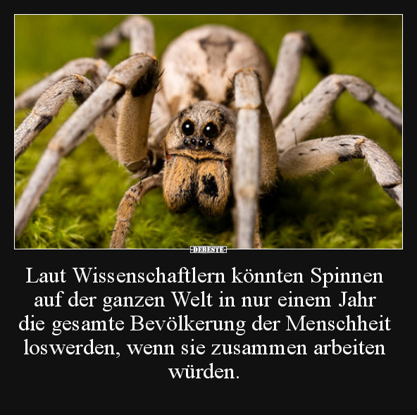 Laut Wissenschaftlern könnten Spinnen auf der ganzen Welt.. - Lustige Bilder | DEBESTE.de