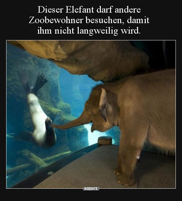 Dieser Elefant darf andere Zoobewohner besuchen, damitihm.. - Lustige Bilder | DEBESTE.de