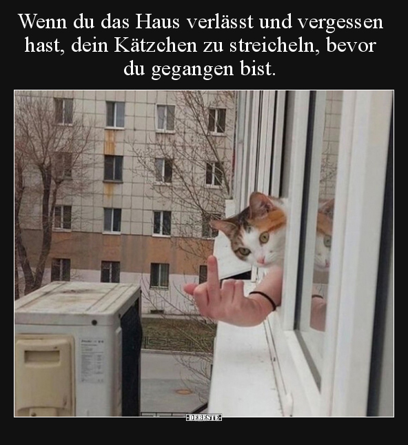 Wenn du das Haus verlässt und vergessen hast, dein Kätzchen.. - Lustige Bilder | DEBESTE.de