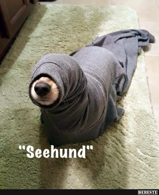 Seehund