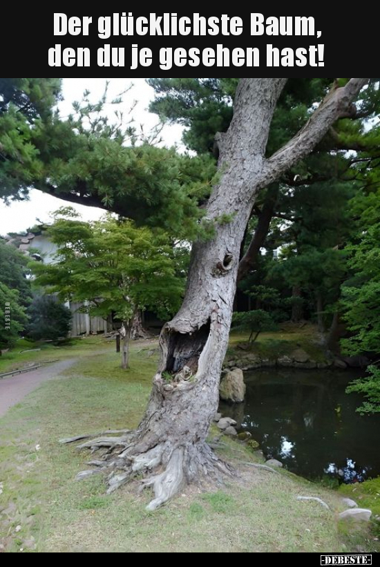 Der glücklichste Baum, den du je gesehen hast!.. - Lustige Bilder | DEBESTE.de