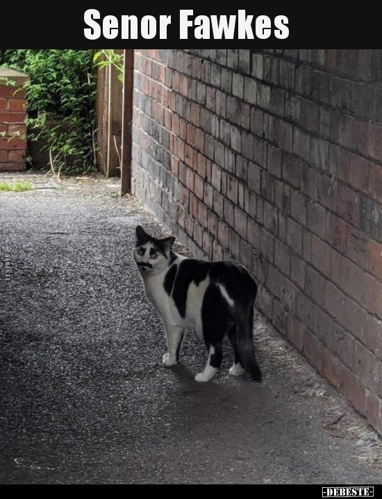 Senor Fawkes..