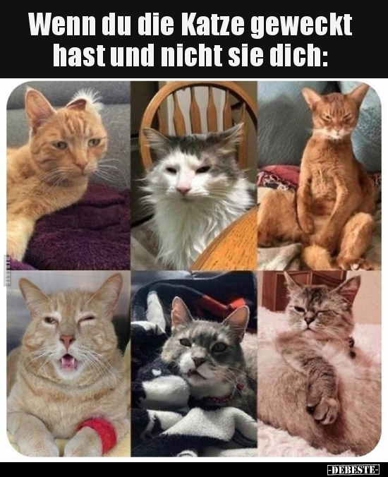 Wenn du die Katze geweckt hast und nicht sie dich.. - Lustige Bilder | DEBESTE.de