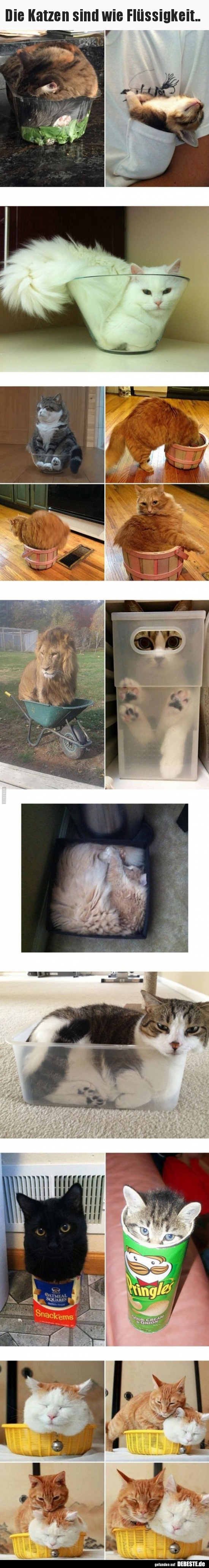 Die Katzen sind wie Flüssigkeit..