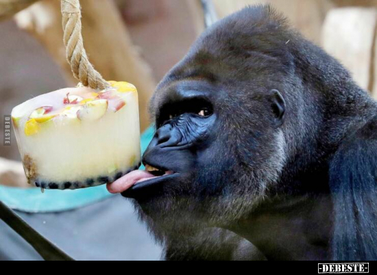  - Lustige Bilder | DEBESTE.de