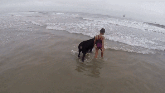 Dieser Hund ist sehr intelligent..