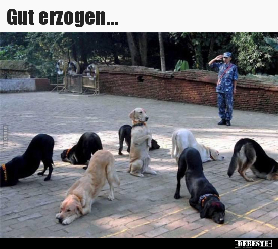 Gut erzogen...