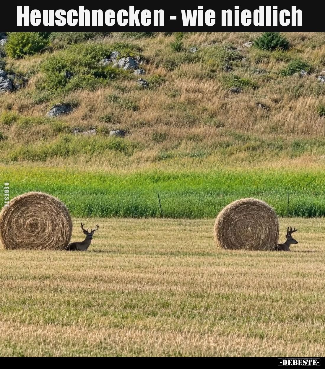 Heuschnecken - wie niedlich.