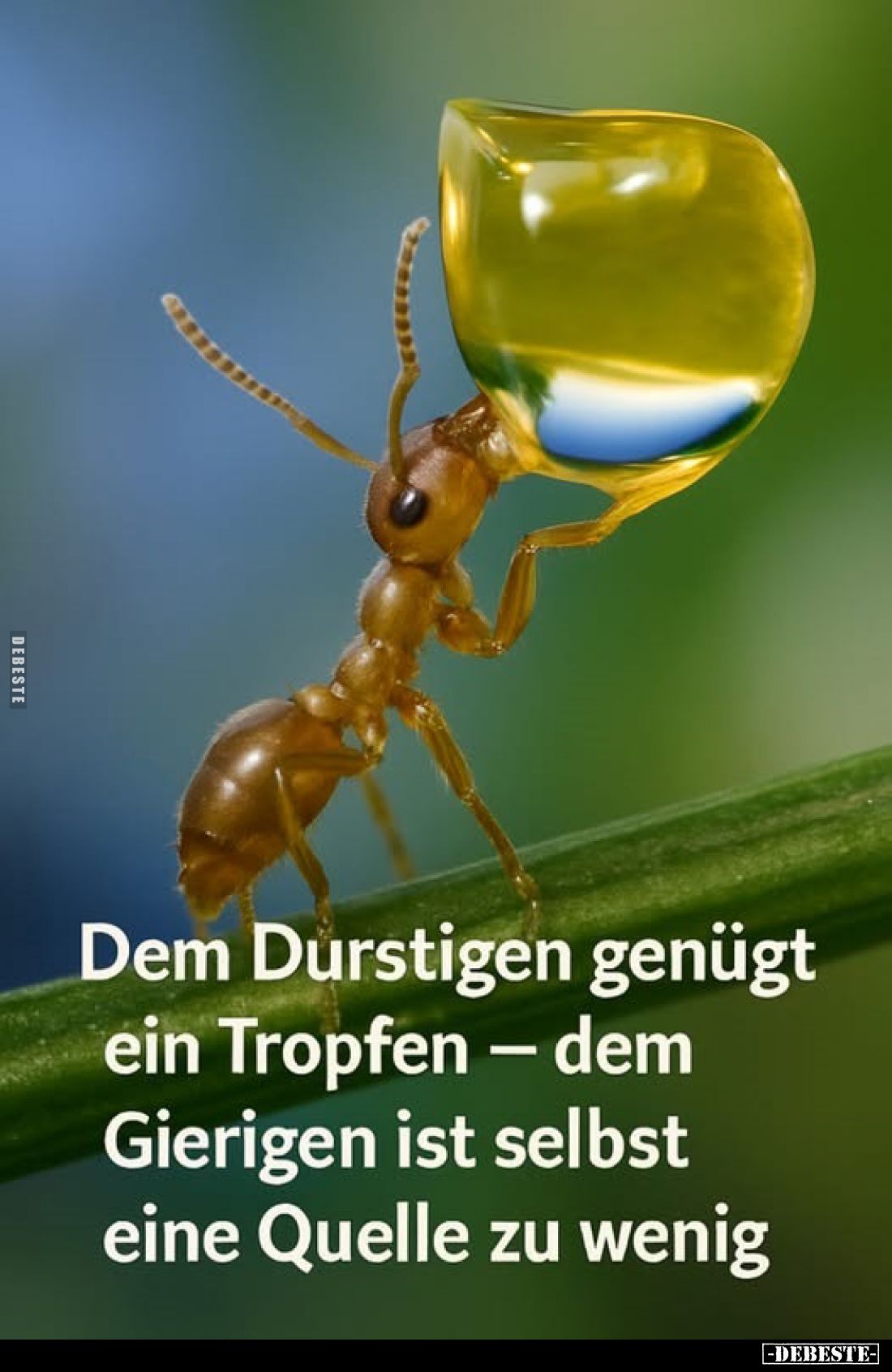 Dem Durstigen genügt ein Tropfen - dem Gierigen ist selbst eine Quelle zu wenig