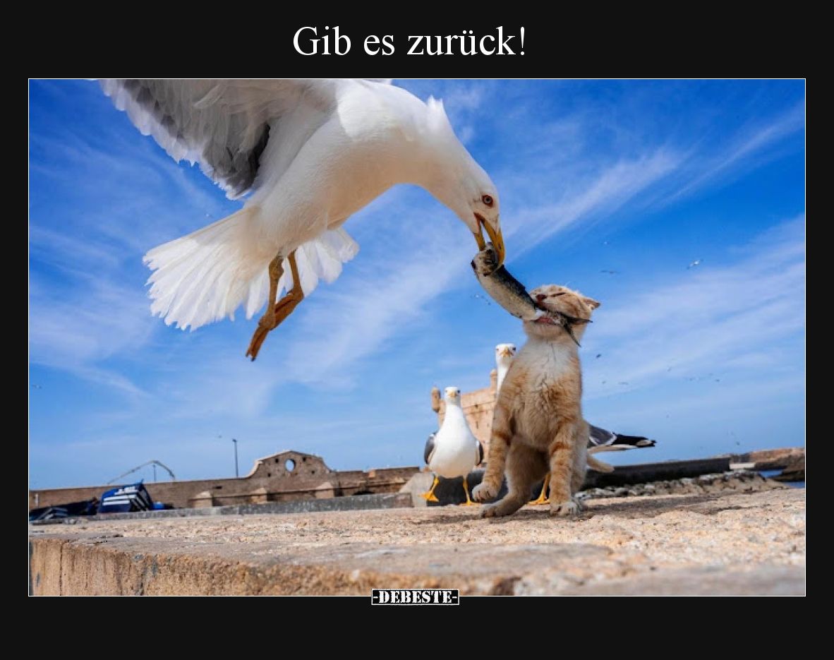 Gib es zurück!