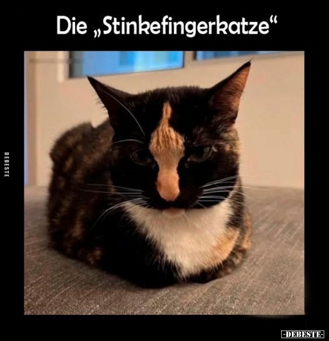 Die "Stinkefingerkatze".