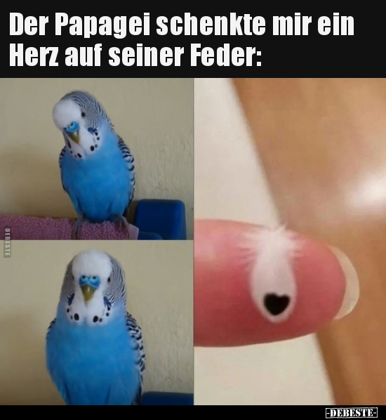 Der Papagei schenkte mir ein Herz auf seiner Feder.. - Lustige Bilder | DEBESTE.de
