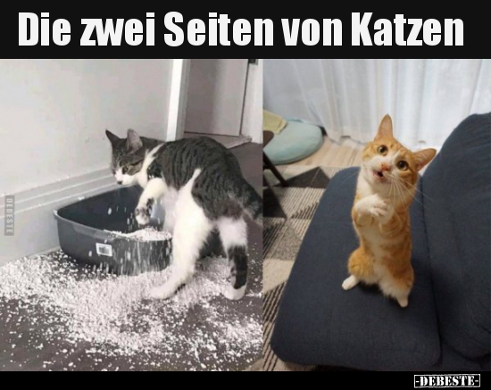 Die zwei Seiten von Katzen.. - Lustige Bilder | DEBESTE.de