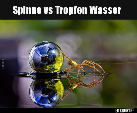 Spinne vs Tropfen Wasser.. - Lustige Bilder | DEBESTE.de