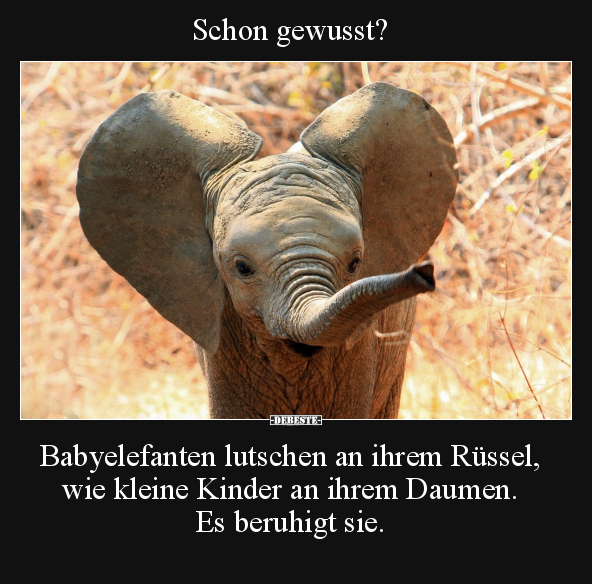 Schon gewusst? Babyelefanten lutschen an ihrem Rüssel.. - Lustige Bilder | DEBESTE.de