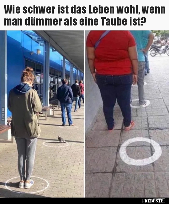 Wie schwer ist das Leben wohl, wenn man dümmer als eine..