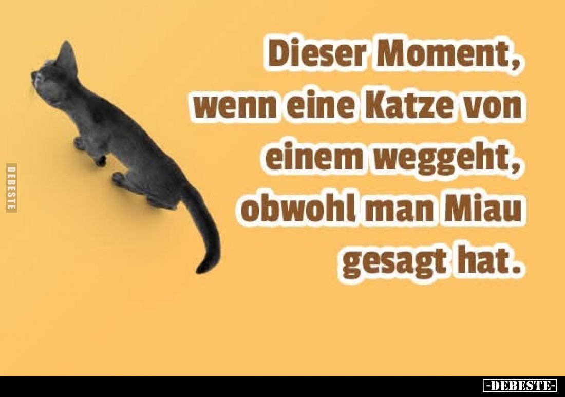 Dieser Moment, wenn eine Katze von einem weggeht, obwohl.. - Lustige Bilder | DEBESTE.de