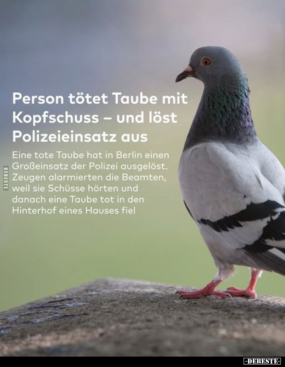 Person tötet Taube mit Kopfschuss – und löst Polizeieinsatz aus
-
Eine tote Taube hat in Berlin einen Großeinsatz der Poliz...