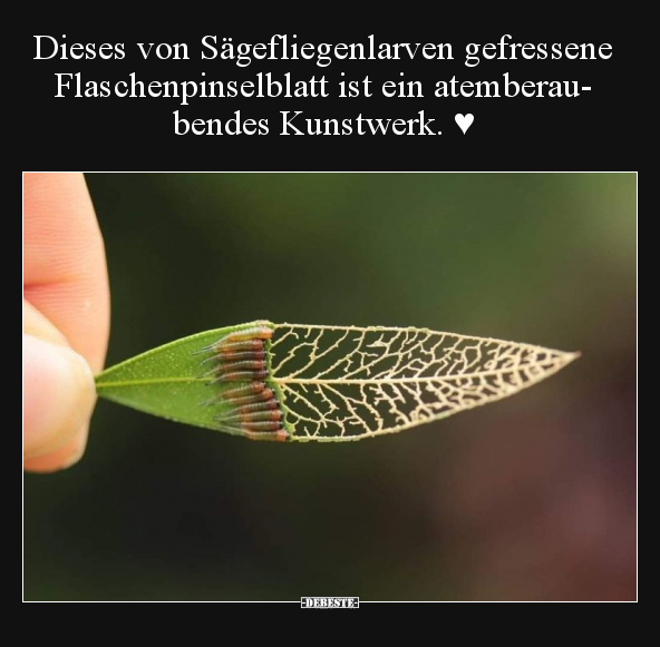 Dieses von Sägefliegenlarven gefressene Flaschenpinselblatt.. - Lustige Bilder | DEBESTE.de