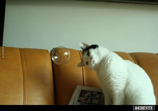  - Lustige Bilder | DEBESTE.de