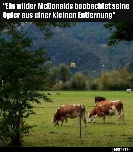"Ein wilder McDonalds beobachtet seine Opfer aus einer.."