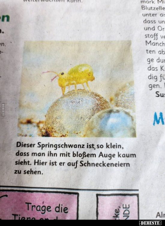 Dieser Springschwanz ist, so klein.. - Lustige Bilder | DEBESTE.de