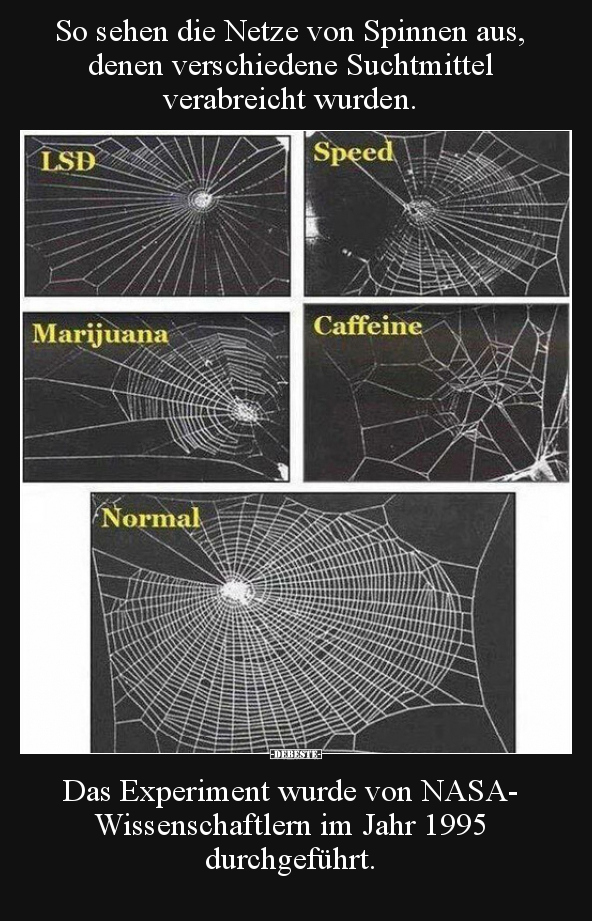So sehen die Netze von Spinnen aus, denen verschiedene.. - Lustige Bilder | DEBESTE.de