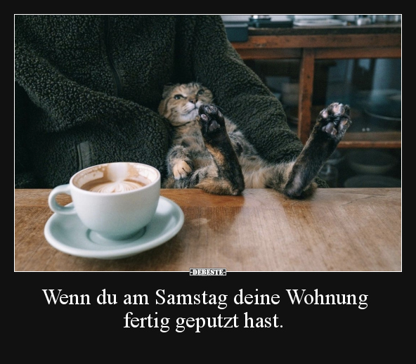 Katzen, Putzen, Samstag