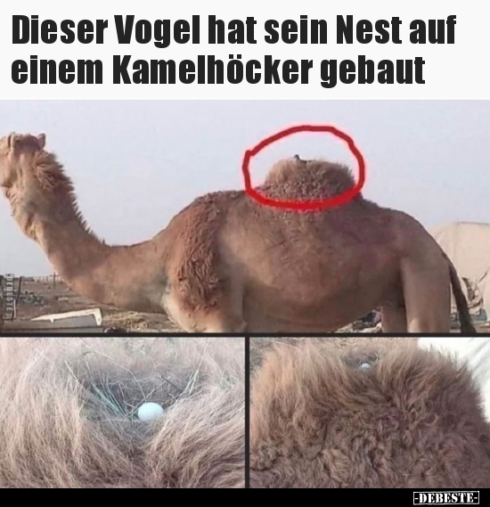 Dieser Vogel hat sein Nest auf einem Kamelhöcker.. - Lustige Bilder | DEBESTE.de