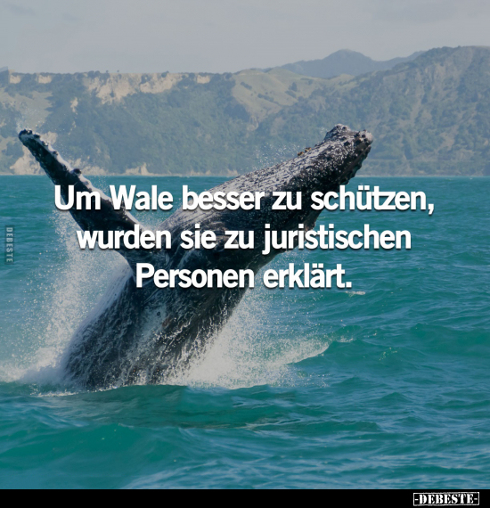 Um Wale besser zu schützen, wurden sie zu juristischen.. - Lustige Bilder | DEBESTE.de