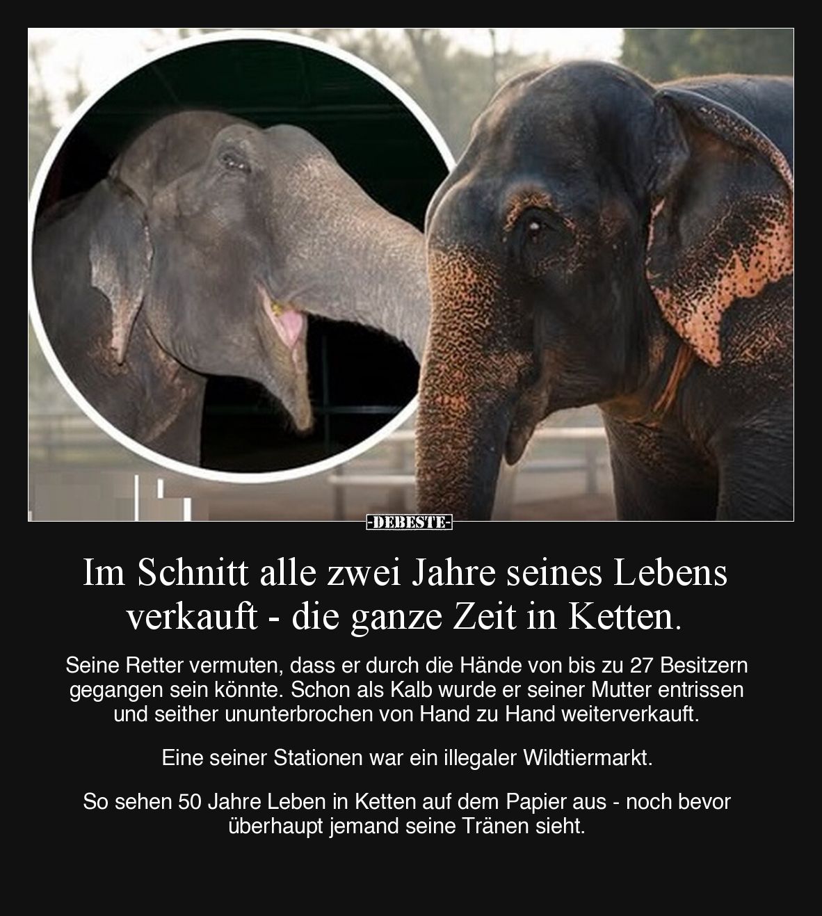 Im Schnitt alle zwei Jahre seines Lebens verkauft - die ganze Zeit in Ketten.

Seine Retter vermuten, dass er durch die Hän...
