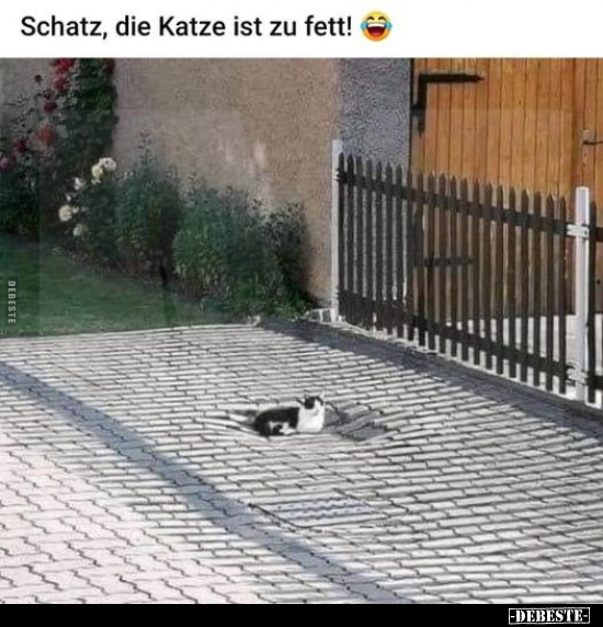 Schatz, die Katze ist zu fett!.. - Lustige Bilder | DEBESTE.de
