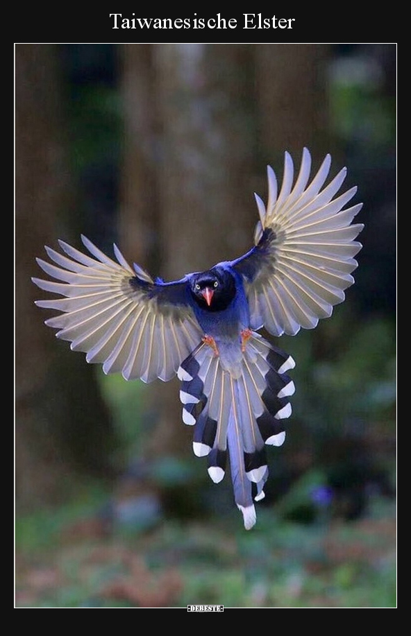 Taiwanesische Elster