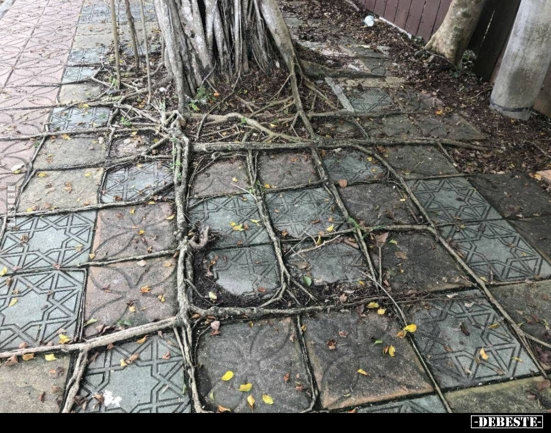  - Lustige Bilder | DEBESTE.de